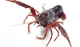 龙虾最新爆料视频大全,揭秘幕后真相，精彩瞬间大盘点