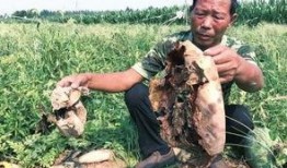 介休吃瓜最新事件爆料老头,揭秘老头背后惊人真相