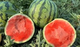 云南吃瓜最新事件爆料,揭秘背后惊人真相